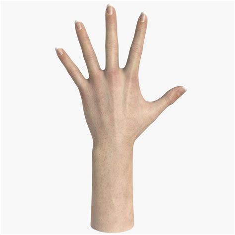 Hand 3d Model Reference