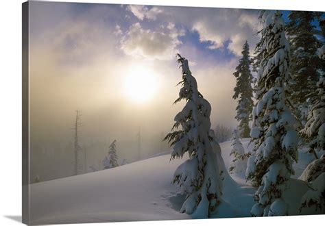 Snow Covered Pine Trees Sunrise Through Fog Oregon Cascades Oregon