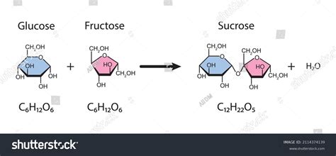 7869 Sucrose Fructose Images Stock Photos And Vectors Shutterstock