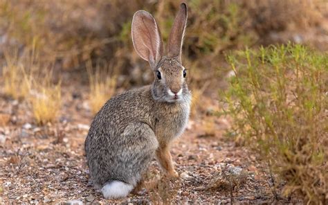 Desert Cottontail Rabbit Breed Info Pictures Traits And Facts Pet Keen