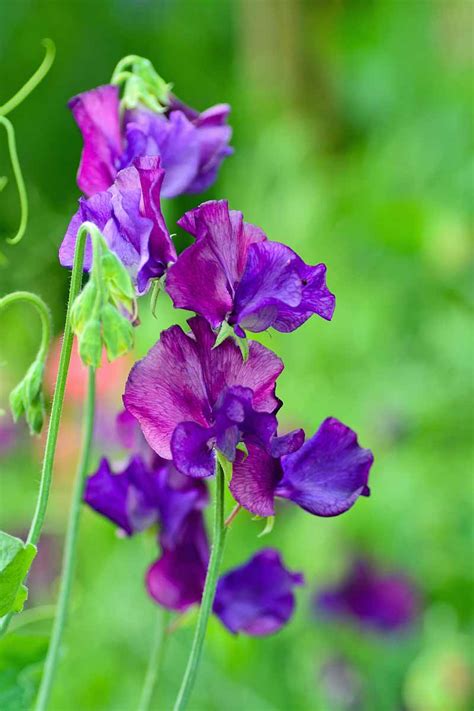 The Basic Things You Need To Learn In Growing Sweet Peas Dig It Right