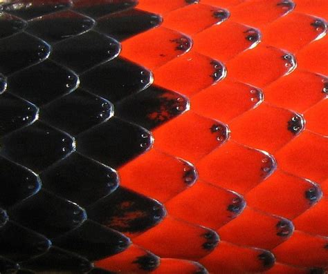 This Is A Close Up Of The Scales Of The Honduran Milksnake Image By