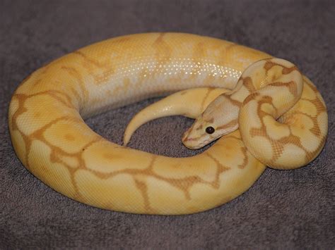 Coral Glow Pastel Spider Yellow Belly Morph List World Of Ball Pythons