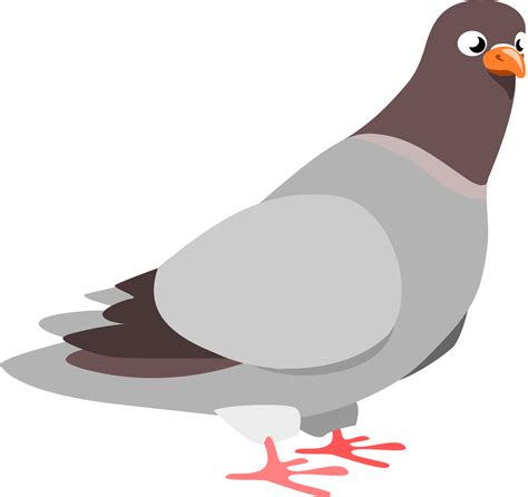 Pigeon Png Transparent Image Download Size 2400x2263px
