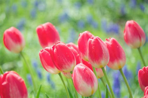 Cool Wallpaper Of Tulips Photo Of Pink Bright Imagebankbiz