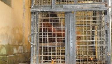 Join facebook to connect with mirah fantasia and others you may know. Orangutans 'Will Die' If They Stay In These Cages - The Dodo