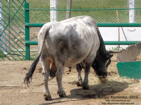 Ukrainian Grey Cattle Alchetron The Free Social Encyclopedia