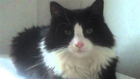 Theo Tuxedo Cat Black And White Youtube