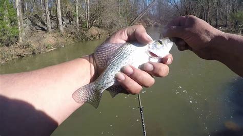 Crappie Fishing With Dyed Minnows Youtube