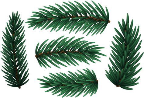 Download Christmas Pine Branches Png White Pine Clipart Png Download