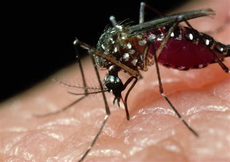 A Female Yellow Fever Mosquito Photograph By Martin Dohrnscience Photo