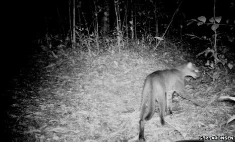 The photos below depict a thylacine pit trap setup. BBC - Earth News - Elusive golden cat caught on film