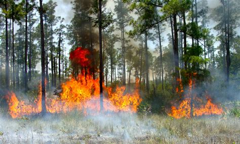 Fire Regime Big Cypress National Preserve Us National Park Service