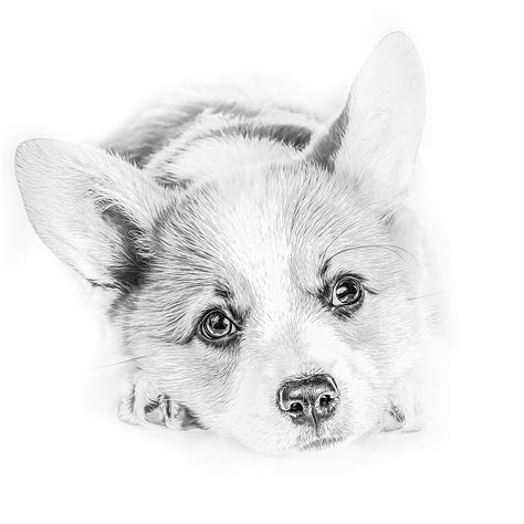 Printable Corgi Coloring Pages Corgi Coloring Page Are A Great Way To Bring Some Joy And
