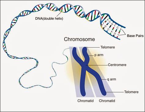 127 Chromosomes Dna Genes And Alleles Biology Notes For Igcse 2014