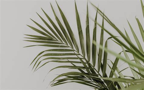 Download Wallpaper 3840x2400 Palm Leaves Minimalism Plant Green 4k