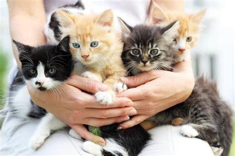 But if they are still growing, it will be at a much. Fancy being paid to cuddle kittens all day long?