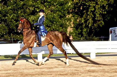 Discover The Majestic Gaited Horse Breeds That Will Take You On A Ride