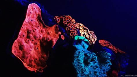 Image Result For Glowing Animals With Images Coral Reef Animals Coral