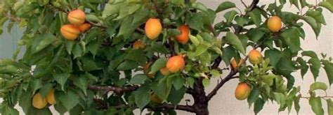 10 Arbres Fruitiers Nains à Cultiver En Pot Sur Un Balcon Promesse De