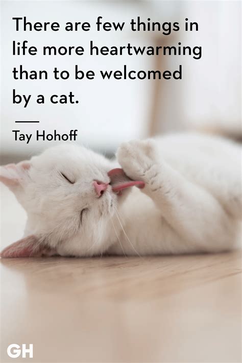 Animal Love Quotes Cat - Instituto