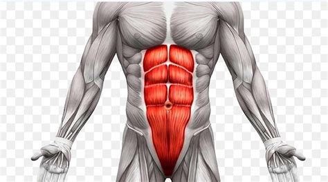 For Men And Women How Long Abdominal Muscles Need To Appear It Is