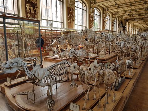Museum Of Natural History Paris Pics