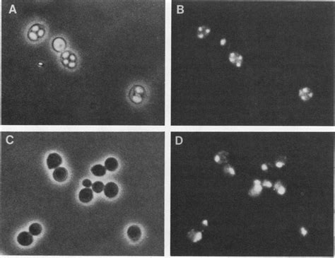 Dapi Staining Of Sporulated Diploids A Sporulating Wild Type Cells