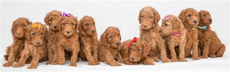 I raise a dark red ,confident , friendly, but laid back standard poodle puppy. Red Standard Poodle Puppies for Sale