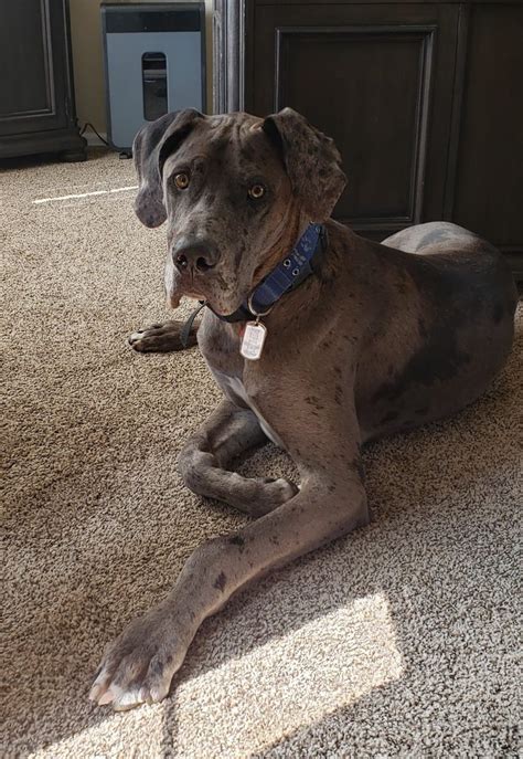 A conceited or arrogant young man. Great Dane For Adoption in Denver CO Area - Adopt Ripley