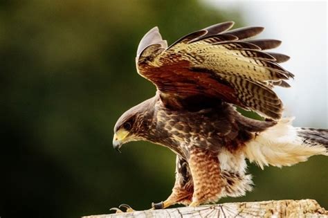 Hawk Eating Cat