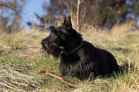 The Scottish Terrier Ultimate Breed Information Guide Your Dog Advisor