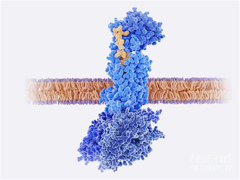 Calcitonin Peptide Bound To Its Receptor Photograph By Juan Gaertner