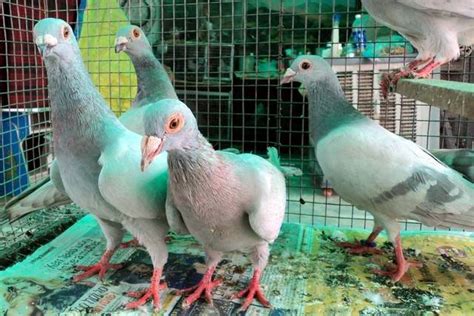 Beautiful Homing Pigeons For Sale Adoption From Delhi Delhi Adpost