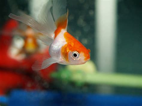 Pregnant Goldfish What To Look For And What To Do • Guide