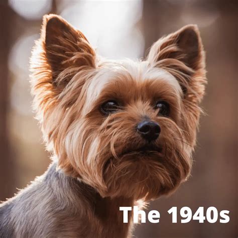 Learn History Of The Yorkshire Terrier Dog Friendly Scene