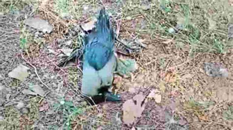 Dead Crows In Dozens At Mayur Vihar Park Spark Panic Some More Found In Dwarka Latest News