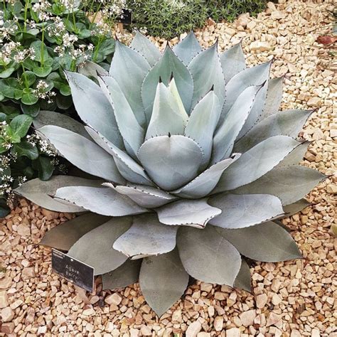 Giant Succulent Plants A Guide To Growing And Caring For These Massive