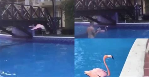 Here you will find one or more explanations in english for the word perasan. (Video) Mungkin Tak Perasan, Flamingo 'Hentam' Jambatan Di ...