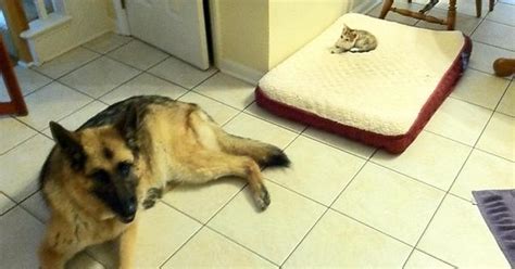 Jerk Cats Stealing Dogs Beds Album On Imgur