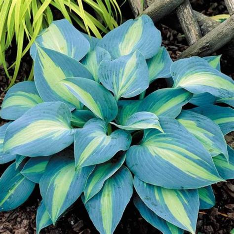 Multi Varieties Hosta Seeds Ground Cover Plant 100pcspack