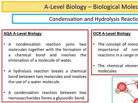 Condensation And Hydrolysis Reactions A Level Biology Teaching Resources