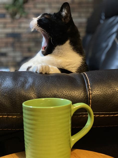 Coffee Cat Blank Template Imgflip