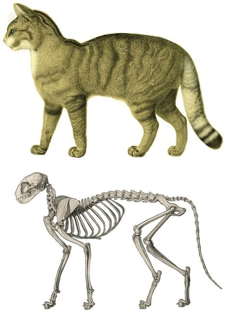 Cat Skeleton Cat Anatomy Feline Anatomy Cat Skeleton