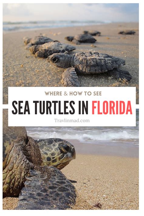 Lights Out For Sea Turtles In Florida What To Know And How To See Them