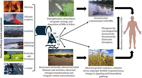 Frontiers Microbial Interventions In Bioremediation Of Heavy Metal