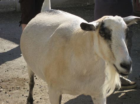 Fat Goat Michael Costanza Flickr