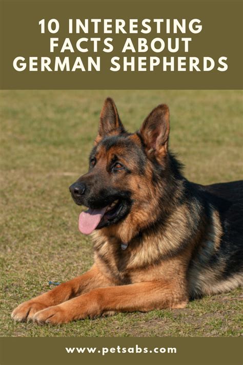 10 Fun Facts About German Shepherds