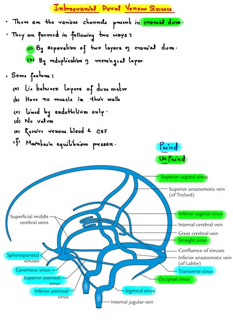 Solution Intracranial Dural Venous Sinuses Anatomy Studypool