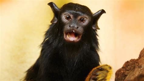 These Monkeys Are Using Accents To Better Defend Their Territory Npr